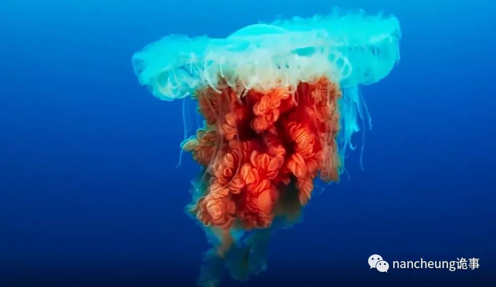 深海迷航第49天神秘生物,深海海底神秘的10种生物