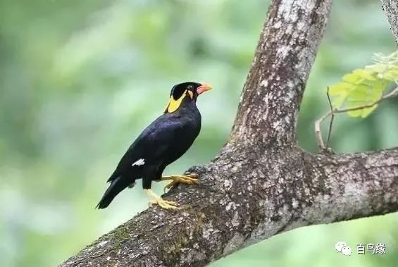 八哥跟鹩哥及鹦鹉的关系,鹩哥跟黑八哥哪个学语强