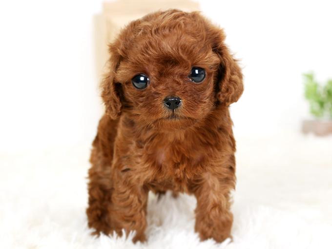 泰迪皮肤病怎么治能治好吗,泰迪皮肤病怎么治疗最有效