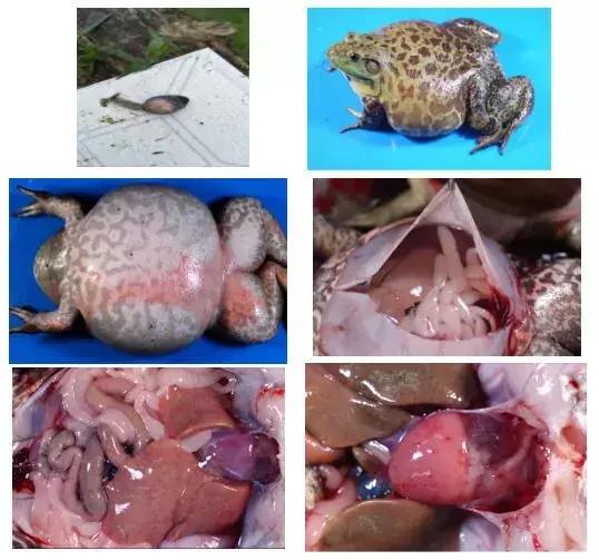 牛蛙腹水怎么杀,牛蛙烂尾病怎么治