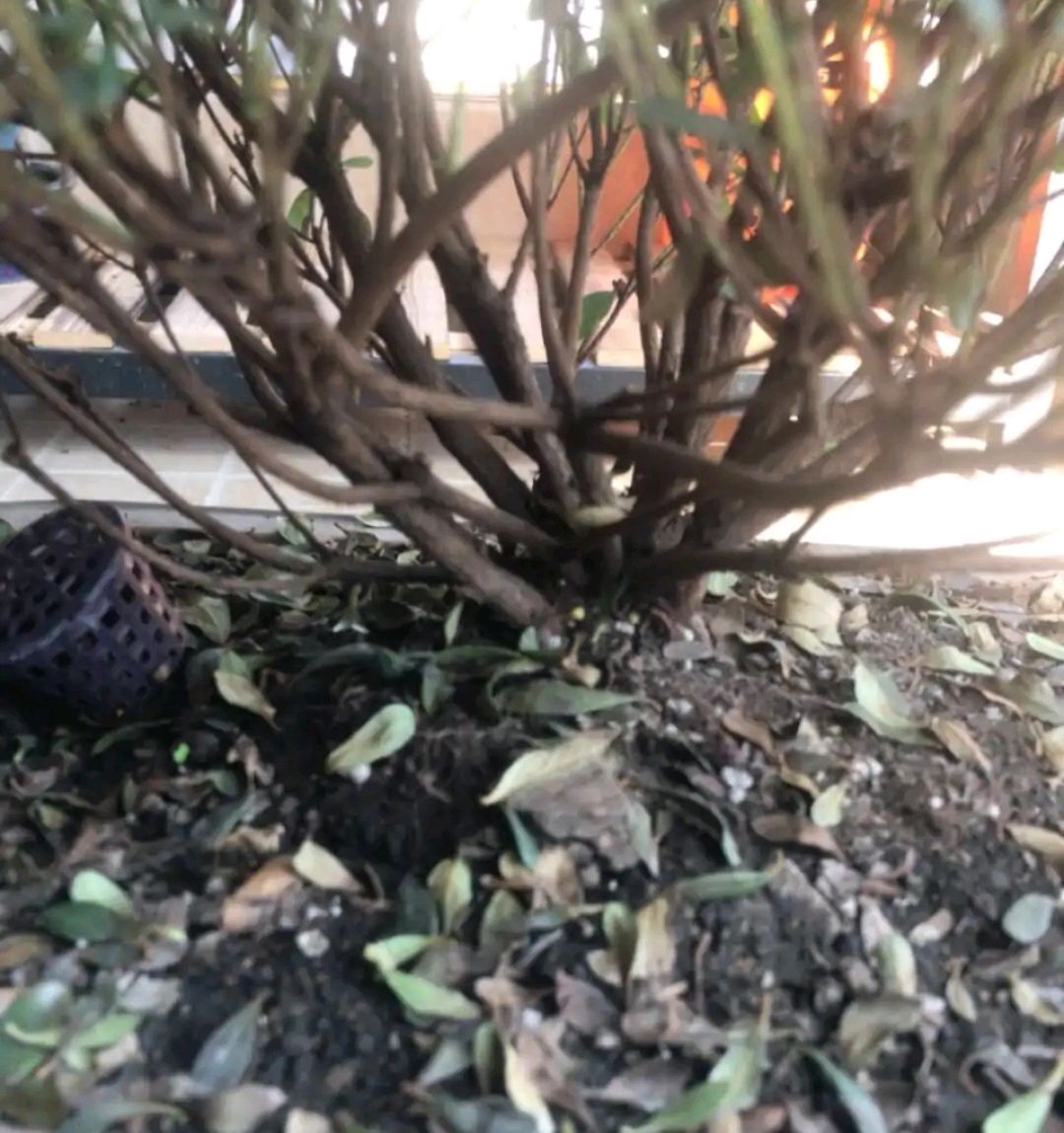 杜鹃花一直招虫子,杜鹃花一直阴死阳火怎么办