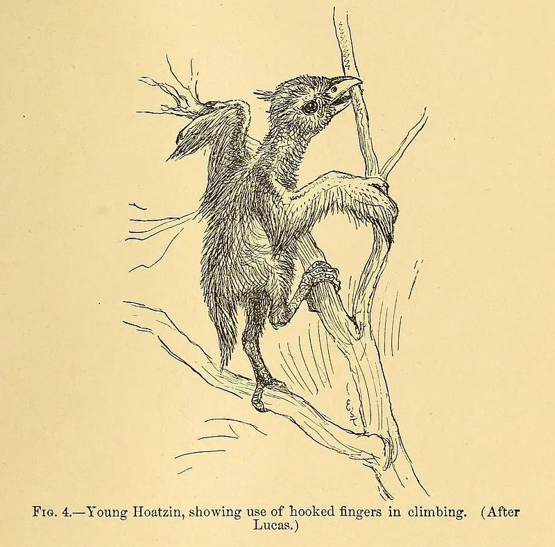 这只鸟长了个牛的胃，还有一身牛粪味