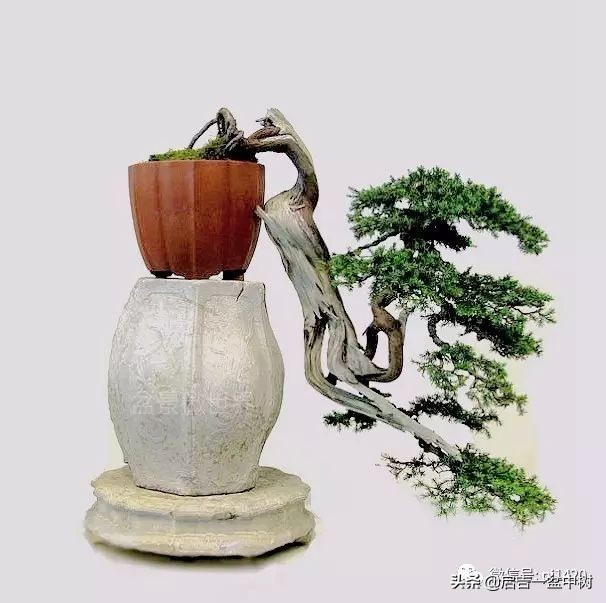 怎样养盆景树桩,怎么养盆景竹