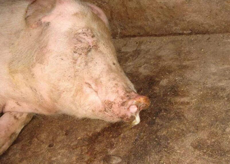 家里的猪流鼻涕是什么原因？其实“病”不简单，不一定就是感冒