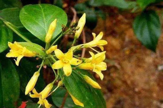 鍚冧簡杩欓亾鑿滆閫佸埌鍖婚櫌鎬ユ晳,鍚冧簡杩欓亾鑿滆閫佽繘icu鎶㈡晳