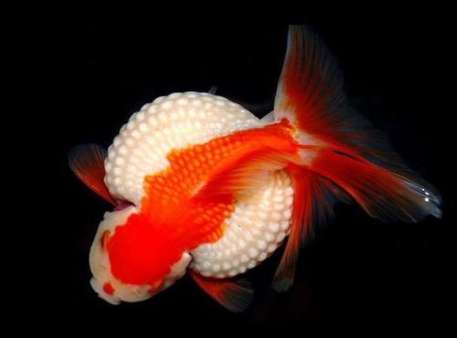 精品皮球珍珠金鱼图片,龙睛珍珠鳞金鱼