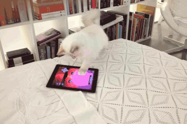 21亿遗产的猫现在怎么样了,失踪多年的猫终于回来了