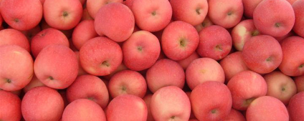 苹果树的养殖方法与注意事项,苹果树的养殖方法及注意事项