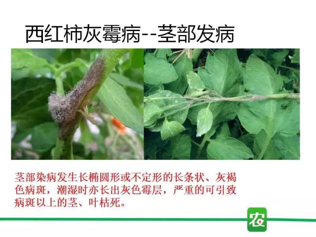 灰霉病视频图片,葡萄灰霉病和草莓灰霉病