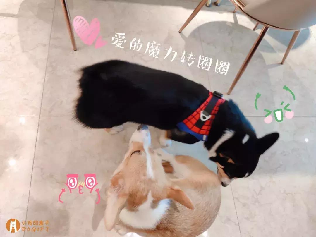 马克深圳最秀狗咖