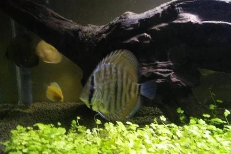 七彩神仙鱼黑体如何治理,七彩神仙鱼饲养难度