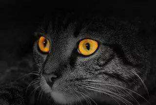 猫的眼睛在夜晚会发光吗,猫的眼睛夜里会发光吗