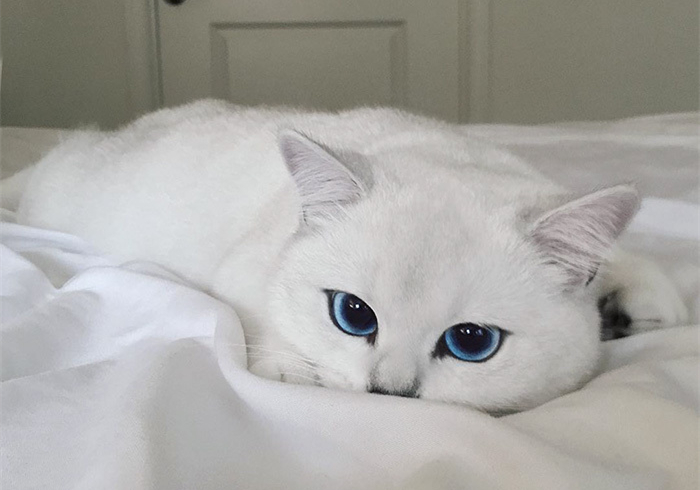 蓝眼白猫耳聋是什么原因,白猫蓝眼的猫咪都患病吗