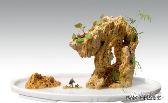 吸水石盆景位置,吸水石盆景教程