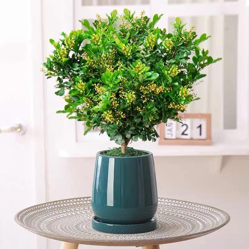 米兰怎么养护才会开花,米兰开花不香的原因及解决方法