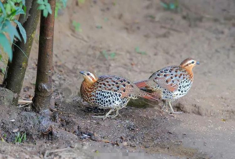 你认识吗丁啉,你认识吗