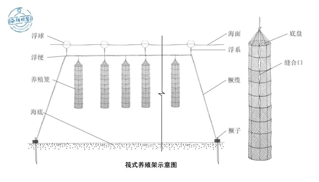 会跑路的扇贝你吃了吗,海鲜大咖活扇贝怎么处理干净