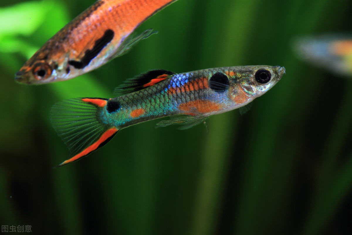 绿水养孔雀鱼可以吗？注意这2点，绿水养的孔雀鱼更好看