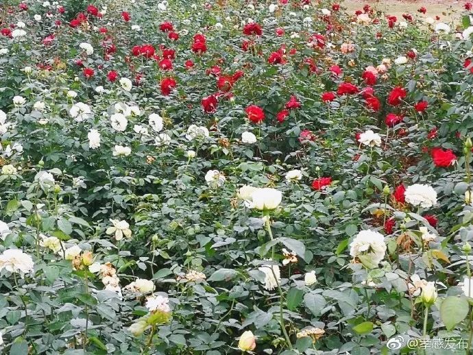 「云聚孝感十抓十促」精彩继续，魅力无边！这样的云梦、应城你们见过吗？