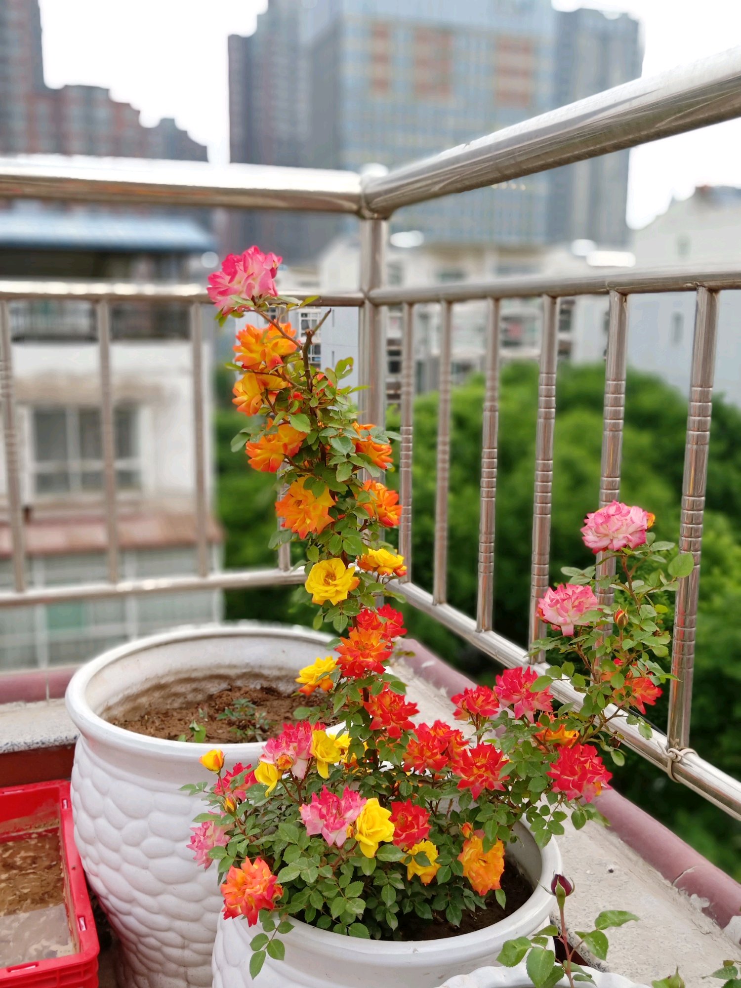 藤本开花植物哪种好养,好养的藤本开花阳台植物