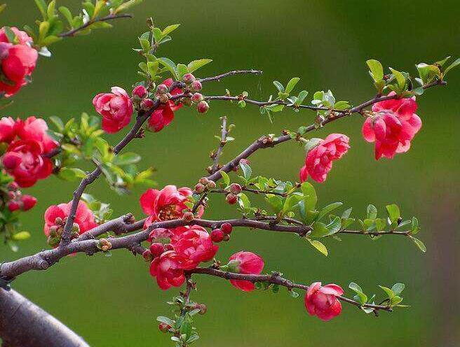 海棠花烂茎如何挽救，教你3个挽救小妙招，让海棠花起死回生