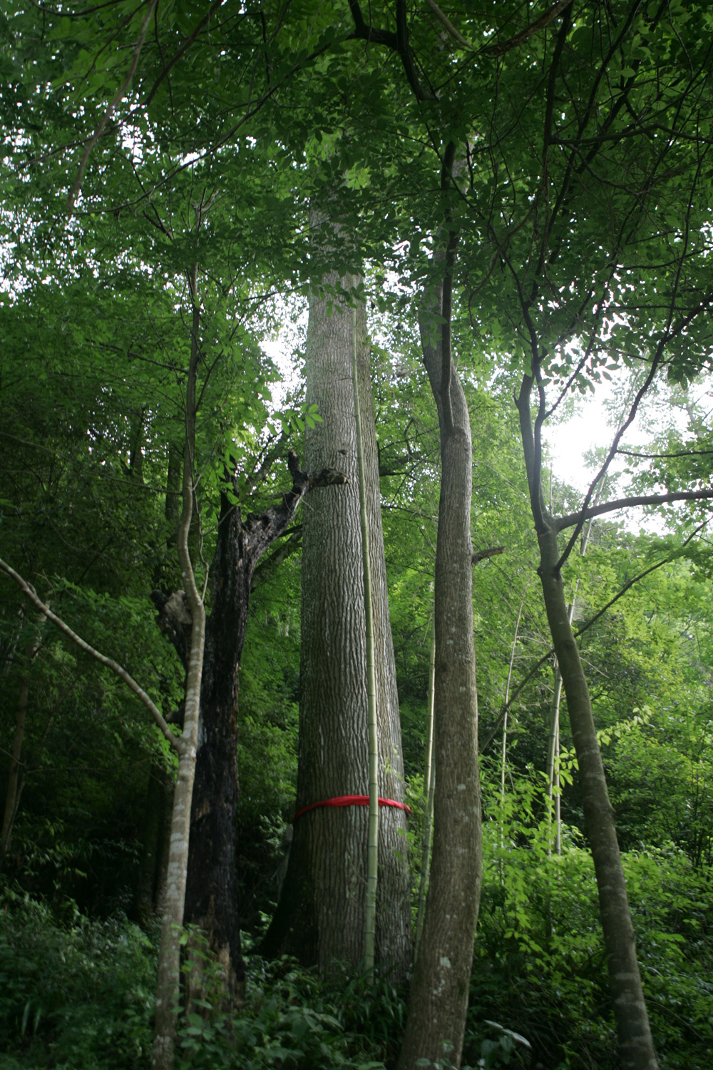 湘西保靖县有多少村,湘西保靖有几个镇