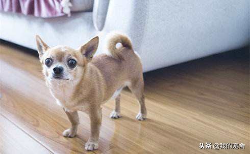 小狗有点拉肚子该怎么办,小狗有点受凉拉稀怎么办