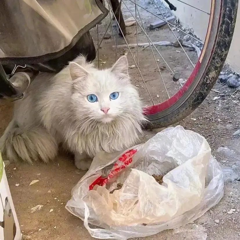 路遇仙女猫,路上碰到猫抱起来就跑