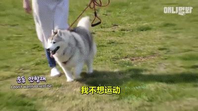 二哈为什么变瘦了,二哈太胖了必须要减肥