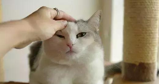 喵主子耳朵有多灵？千万别说猫咪的坏话，它都听见了