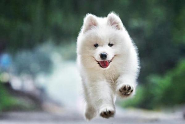 幼犬萨摩耶一天喂几次,萨摩耶幼犬一次吃多少