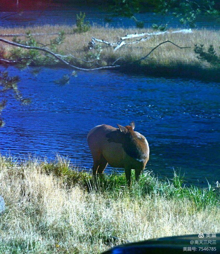 鍖楃編鏋儏闃虫柊,鍖楃編鏋儏鍥剧墖