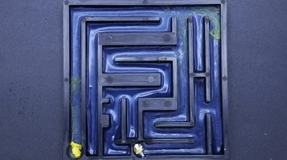 她让20万人爱上一种菌：像西米露，又似咸蛋黄，网友直呼太神奇