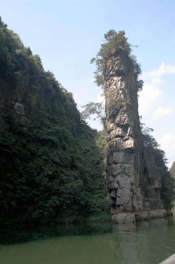 黄山的金凤凰,山沟里的金凤凰湖北