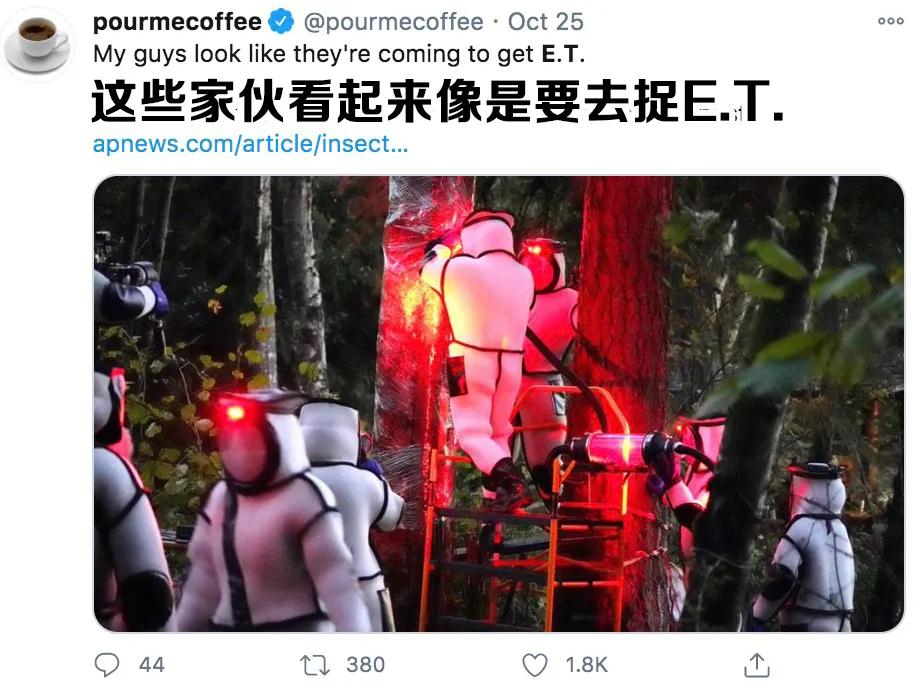 杀人蜂为什么那么可怕,杀人蜂到底有多厉害