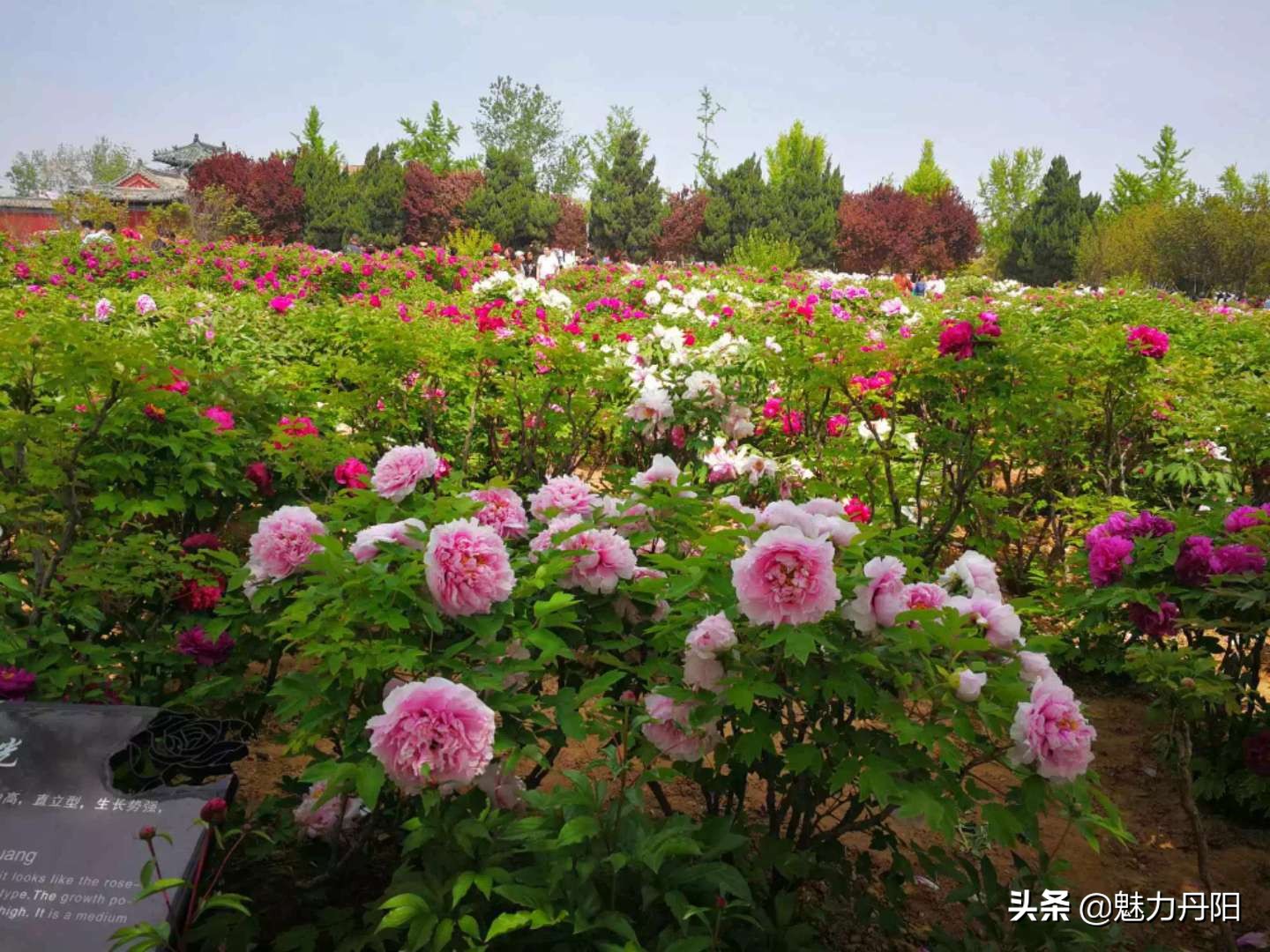 牡丹的一生简单历程文字描述,牡丹的历史和发展