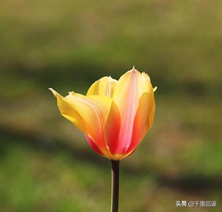 静物摄影作品欣赏郁金香,郁金香的摄影作品欣赏