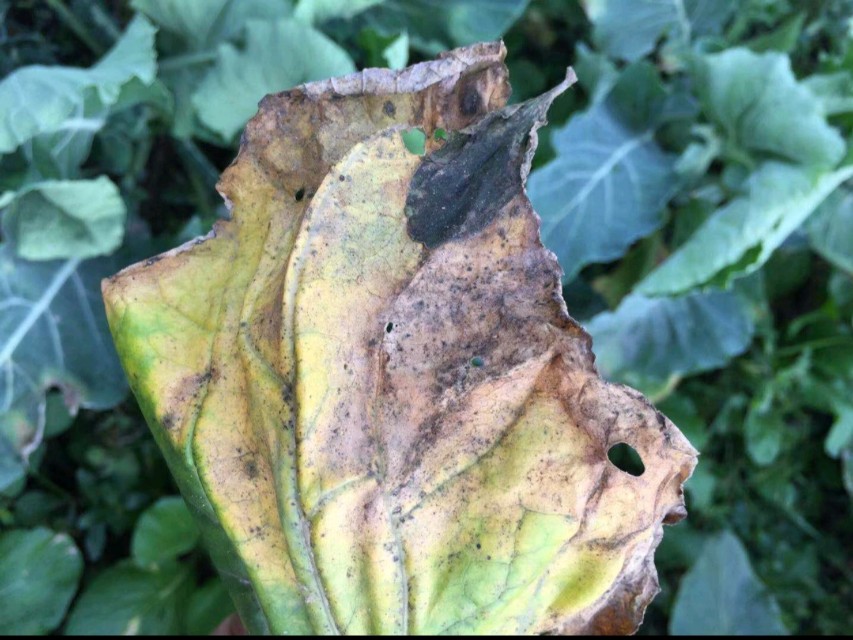 花菜黑腐病用什么药治最好,花菜黑腐病有几种说法