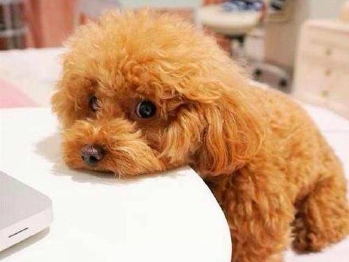 泰迪生病了一直躲着自己睡觉,泰迪命短的坏习惯有哪些