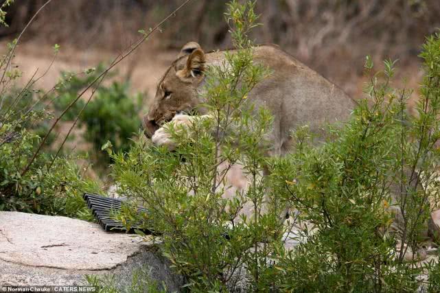 非洲母狮抢走护林员皮靴，用力舔舐啃咬，爱不释“爪”