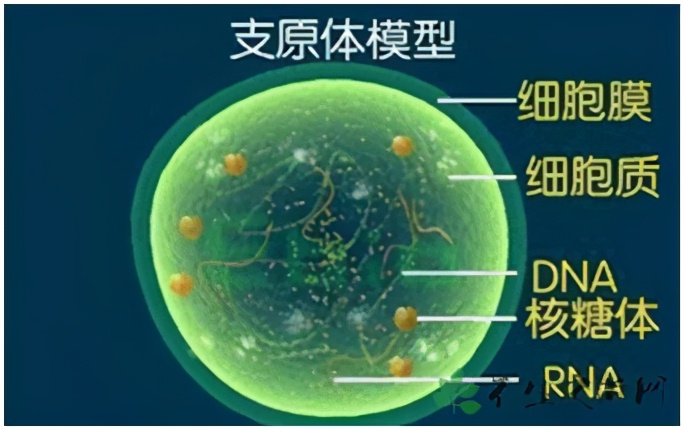 支原体阳性是怎么得上的,支原体阳性是怎么检测出来的