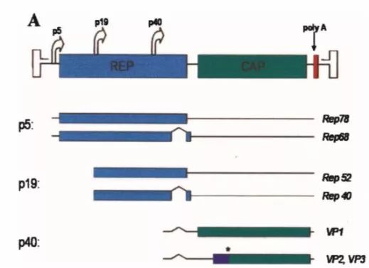 金唯智新型技术测通AAV-ITR区域，解决基因疗法痛点