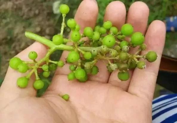 葡萄红蜘蛛病害图片,葡萄病害常用杀菌剂