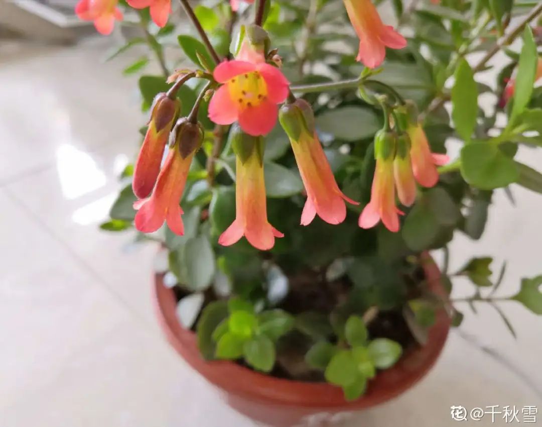 春天开的花有哪些常见又漂亮,十大名花在春天开的有哪些