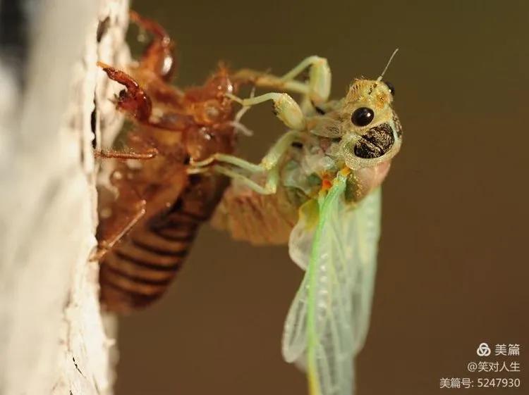 金蝉什么时间退壳,金蝉怎么延迟脱壳