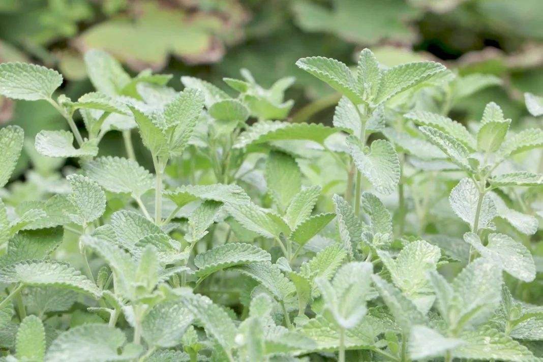 猫薄荷为什么只对猫科动物有用,猫和猫薄荷有什么相同点