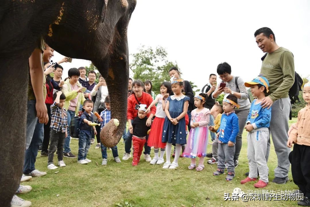 野象谷和大象互动视频,野象谷跟大象互动