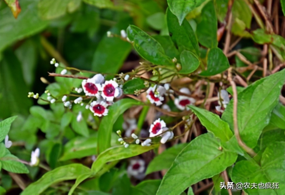 广西野菜臭藤,福建民间草药鸡屎藤
