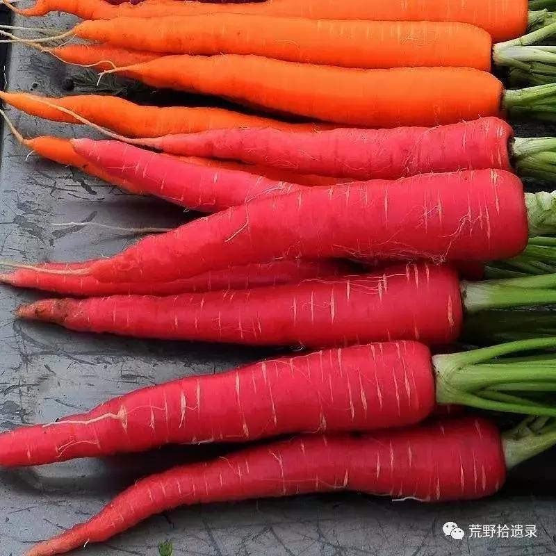 你知道胡萝卜是怎么来的吗,胡萝卜的演化史
