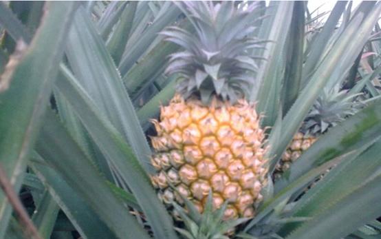 南国四大果品有哪几种,南国四大果菠萝